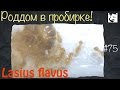 Роддом в пробирке! // муравьи Lasius flavus / Pheidole yeensis // #75