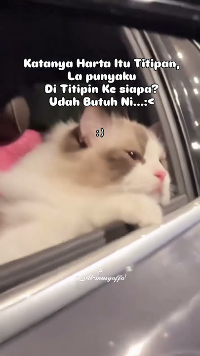 PUNYAKU DI TITIPIN KE SIAPA🤪 Ada yang tau ga? keburu butuh ni👻👻😻😻#shorts #cat #funny