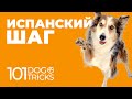 Команда Шаг 🐩 Как научить собаку идти задирая лапы по команде 🐾 Обучить испанский марш маршировать 🐶