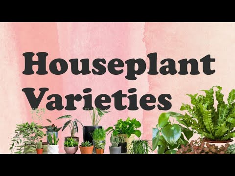 Video: Skadliga inomhusväxter: namn och beskrivningar. Vilka växter kan inte hållas hemma