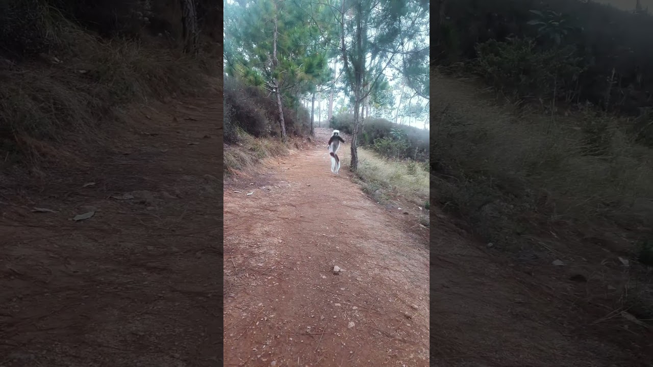 King Julien in Reallife 🕺  