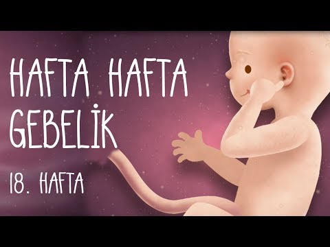 Hafta Hafta Gebelik 18. hafta