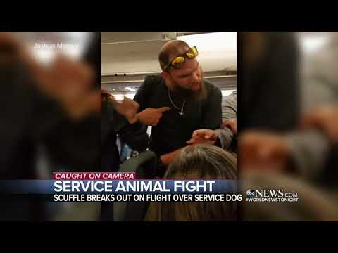 Plane Passenger Allegedly Punches Deaf Pregnant Woman & Service Dog