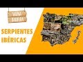 SERPIENTES IBÉRICAS: APRENDE A IDENTIFICARLAS | FAUNA BARBUDA 10