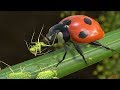 Greenbug eaten by Ladybird   - 3D animation