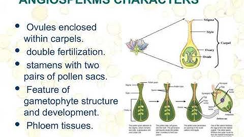 Origin theory of Angiosperms