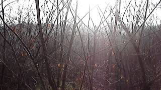 Gari Luna Loko Vl. Nikola Stojiljkovic Gon Zeca 2018