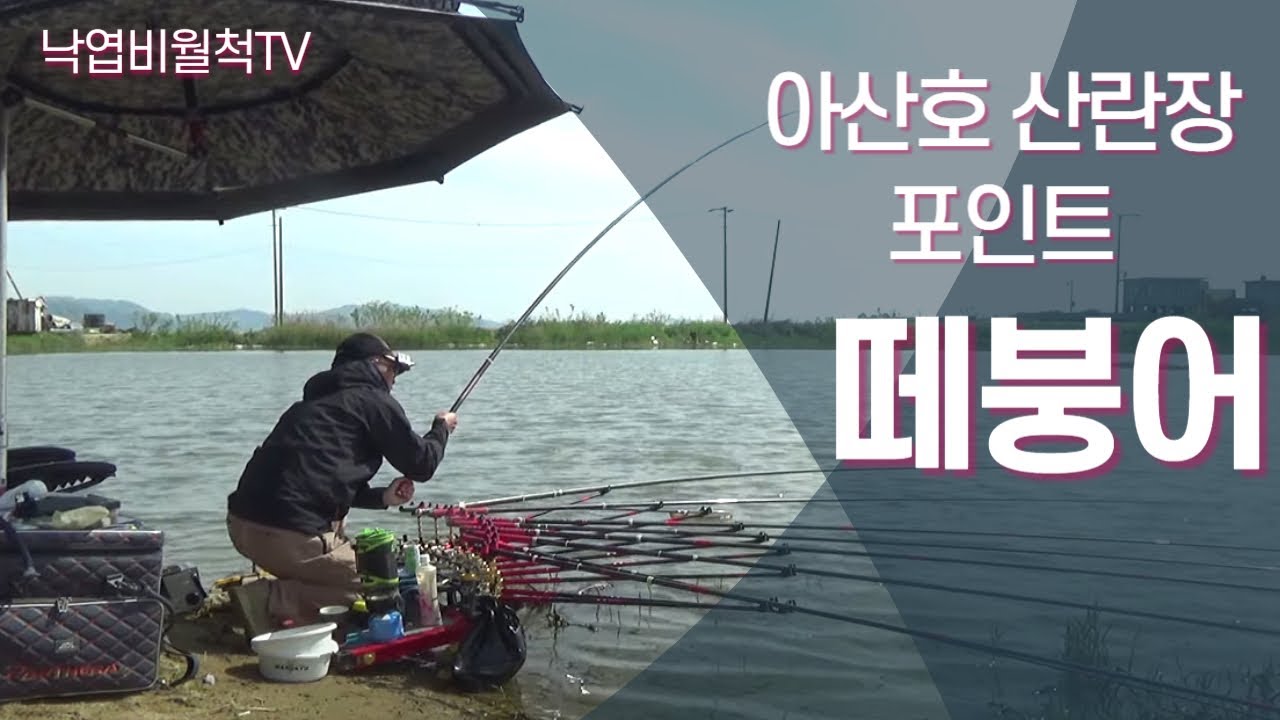 강풍, 떼월척에 마릿수/  아산호 산란 포인트  #아산호