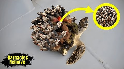 How to remove barnacles from the sea turtle | Animals Rescue Video