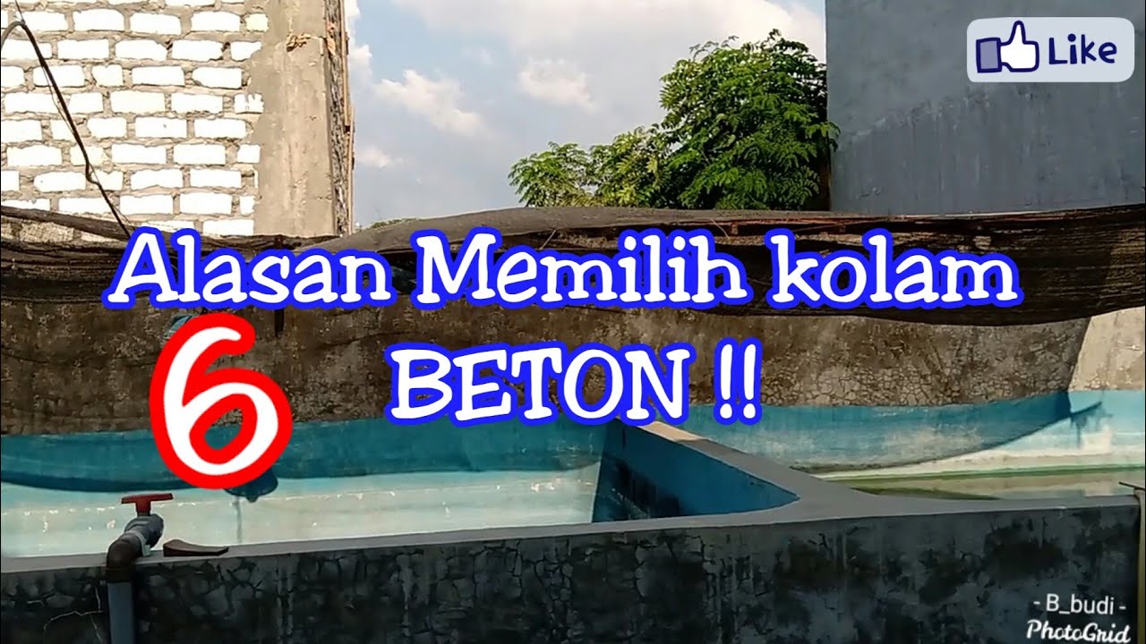 TIPS MEMELIHARA IKAN GURAME DI KOLAM SEMEN ATAU BETON BUDIDAYA GURAME DILAHAN YG SEMPIT DAN KECIL By Kamalopang Grup