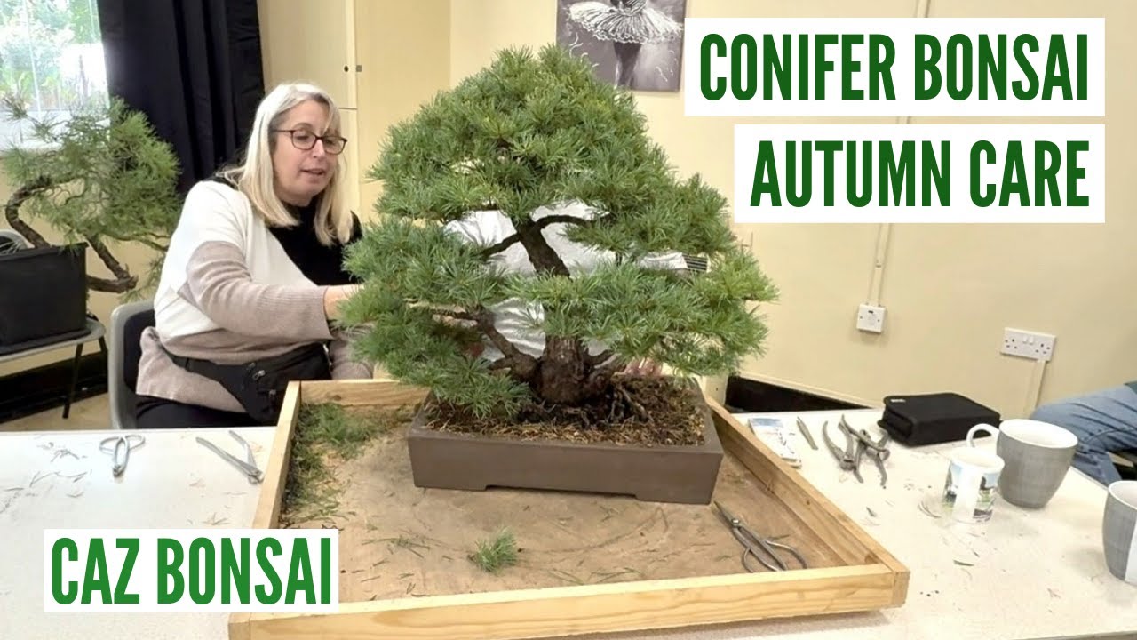 Чехол для осеннего ухода за хвойными растениями бонсай