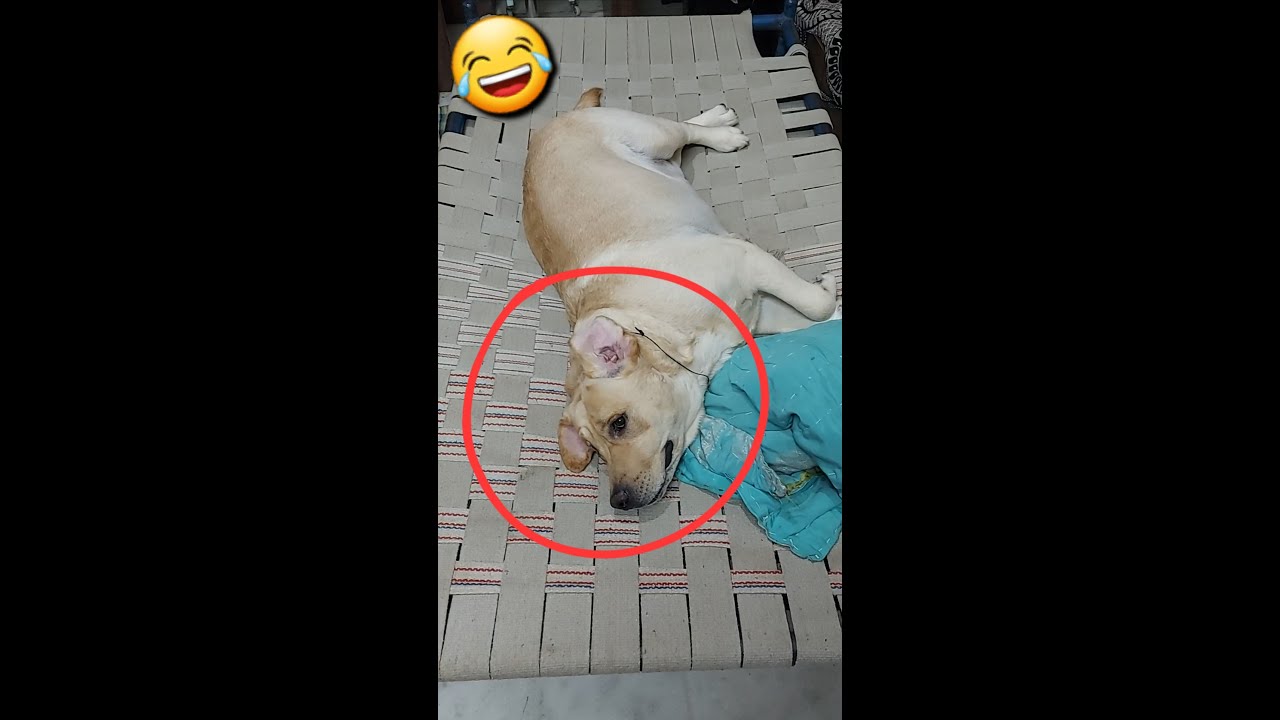 Cute labrador dog shy Chowkidaari nahi karega 😭 dog shorts YouTube