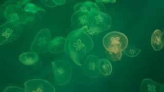Beautiful Jellyfish Aquarium   Relaxing Music for Sleep, Study \& Meditation • 4K HD