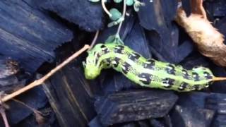 Caterpillar Beauty by M. Gonzalez 53 views 8 years ago 1 minute, 59 seconds