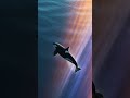 #orca #magical #rainbow #healingfrequencies #aiclips #clipclop