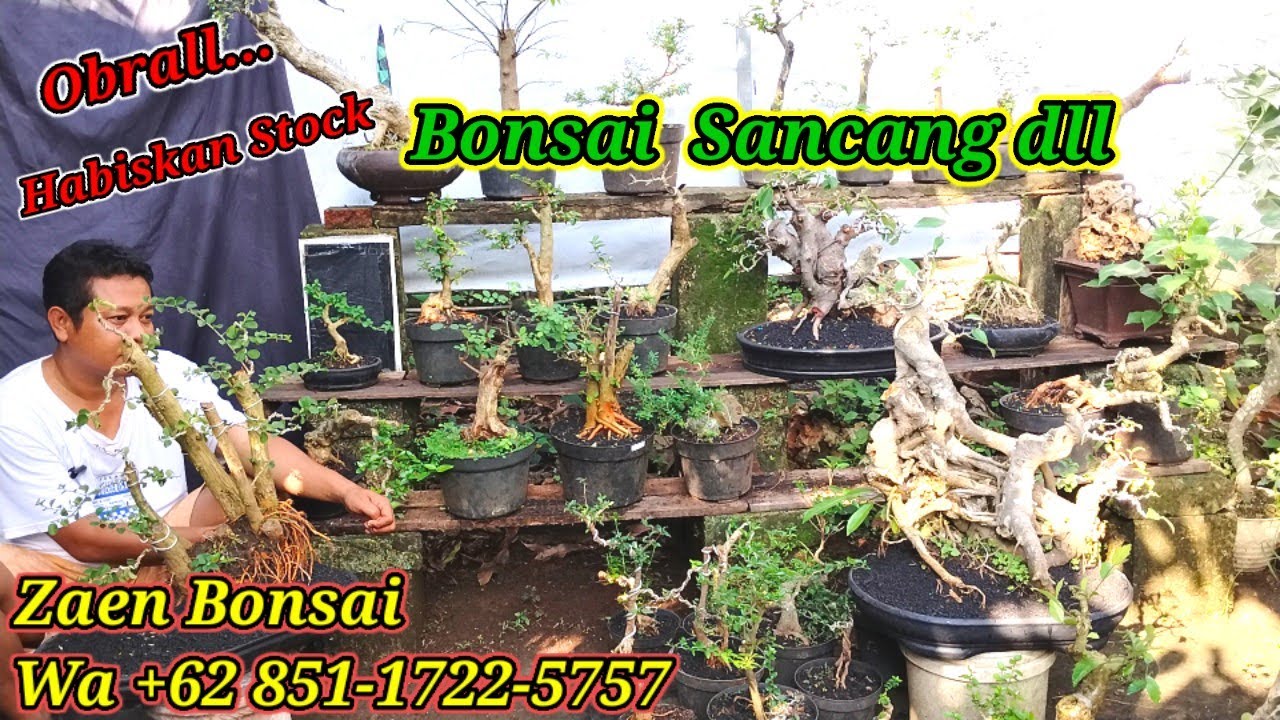 Obral Bonsai, habiskan stok.. Bang Zaen Bonsai Wa 0851.1722.5757