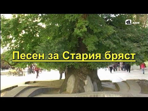 Видео: Бряст бъг (6 снимки): как да се отървете от аромата на бряст в апартамента и в къщата? Описание на грешката