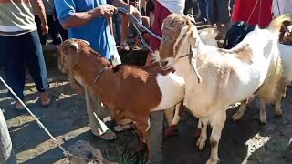 Harga kambing indukan super jumbo pagi ini dipasar wage