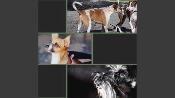 Playful Music for Lazy Puppy Afternoons