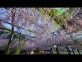 2026.5 ㊗満開!!『和気藤公園 藤まつり①』岡山県和気郡和気町藤野