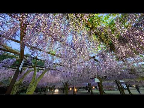2026.5 ㊗満開!!『和気藤公園 藤まつり①』岡山県和気郡和気町藤野