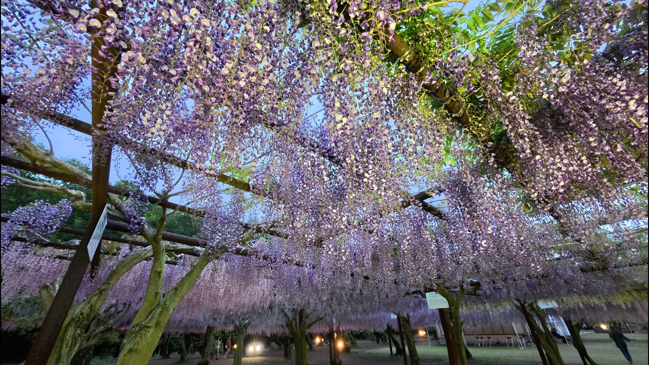 2026.5 ㊗満開!!『和気藤公園 藤まつり①』岡山県和気郡和気町藤野