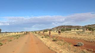 Camels On The Nt Wa Border Kintore To Kiwirrkurra.