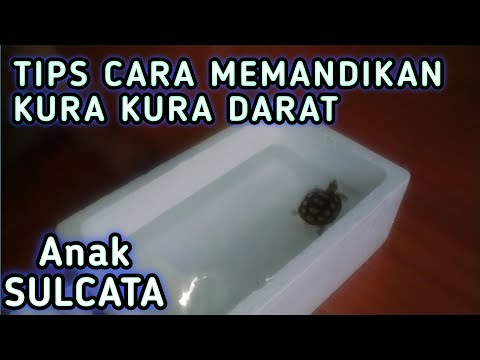 Video: Cara Memandikan Kura-kura Darat