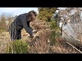 My Hubby Slays the Japanese Beetle Magnet, Pruning TONS of Hydrangeas, Moving a Ninebark &amp; Hydrangea