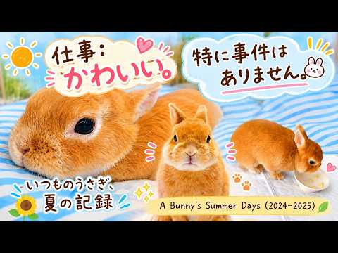 ご予約済✦向日葵畑をお散歩✦うさぎちゃんの1日…アレンジ いつものうさぎ、夏の記録｜A Bunny's Summer Days (2024–2025) - YouTube