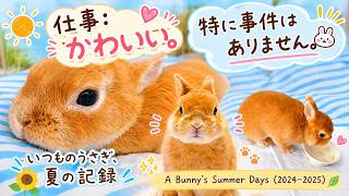 いつものうさぎ、夏の記録｜A Bunny's Summer Days (2024–2025) - YouTube