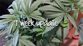 Indoor weed grow 🌱GROWING CANNABIS AT HOME