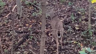 Caza de venado cola blanca increíble un tiro mal pegado !!