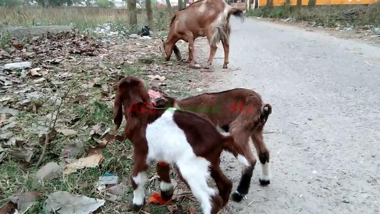 Mothers Love nature | Goat breastfeeding baby goats | Love expression