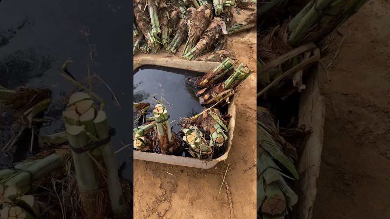 ✅ أفضل طريقة لشتل فسائل النخيل