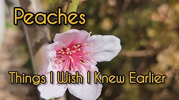 I Wish I Knew This Before Buying Peach Trees