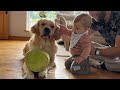 Adorable Baby Boy Tries To Talk To Golden Retriever Dog! (Cutest Ever!!)