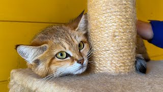 A WILD SAND CAT ALLOWED HERSELF TO BE PETTED / Guests are delighted with the raccoons