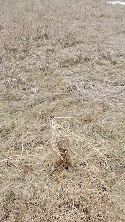 TRAPPING Coyotes In IOWA YouTube trapping-coyotes-in-iowa-youtube