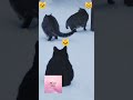 ГУЛЯТЬ😸🐾ТАК ГУЛЯТЬ😻😺ВМЕСТЕ ВЕСЕЛЕЕ! КОТОСЕМЬЯ💓😍🌳🌲❄💦❄