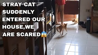 STRAY CAT SUDDENLY ENTERED OUR HOUSE WE ARE SURPRISED BY WHAT IT DID 😱