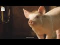 Babe: Mission Im-pig-ssible (HD CLIP)