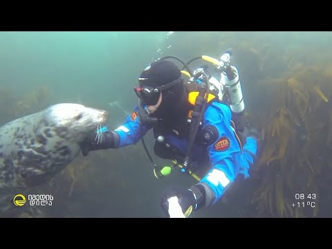 ექიმი და მეცნიერი ბენ ბურვილი მყვინთავია და წყალქვეშ უნიკალირ ვიდეობს იღებს - ექსკლუზიური ინტერვიუ