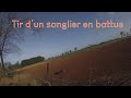 BATTUE AUX SANGLIERS | TIR D'UN BEAU MÂLE