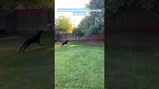 Gabriella shows she’s all Doberman as she catches her frisbee ￼