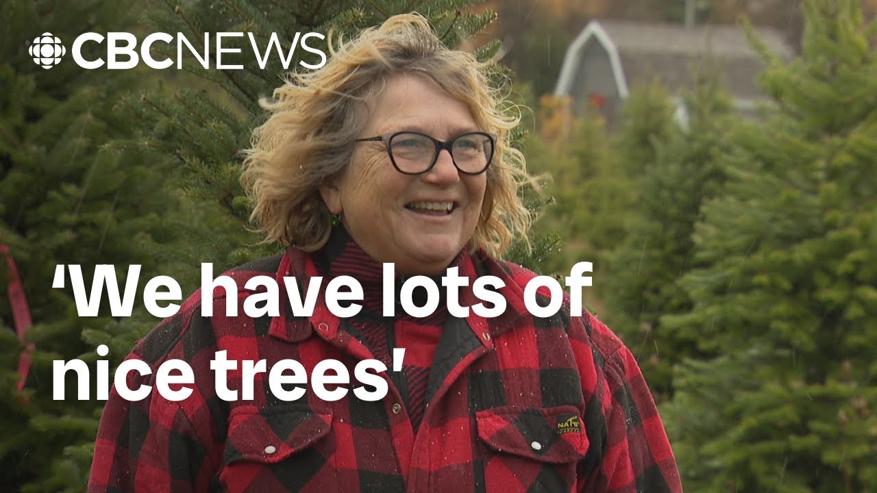 What a dry summer means for P.E.I.'s Christmas tree farms