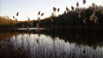 Improvisation #81 for Prophet 