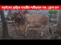 নড়াইলের প্রান্তিক খামারীর শাহীওয়াল গরু | ক্রেতা চান | Sahioal cow | kurbanir goru 2024