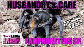 Pamphobeteus Species Care ft  Three Pampho Females