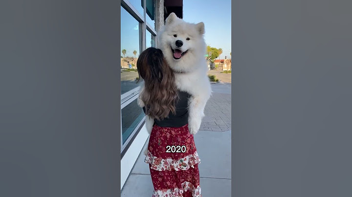 Five years of carrying this pup in fun places! Where should I carry him next? #dog #samoyed